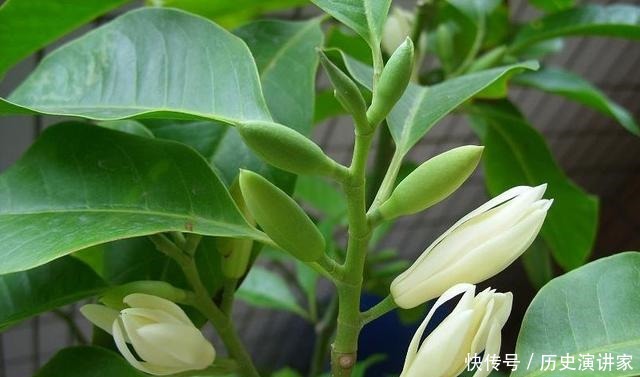 零下|少抽几包烟,此花也要种2棵,零下十度冻不死,浇水就开花!