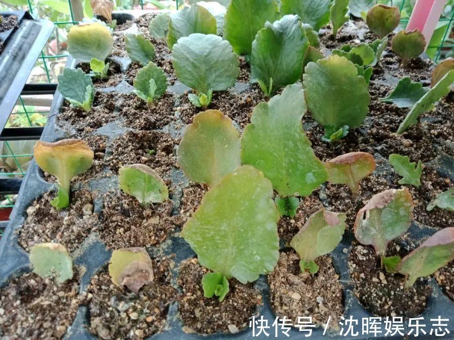 非洲堇|这花送人，只用送一片叶子，插土就活不心疼！