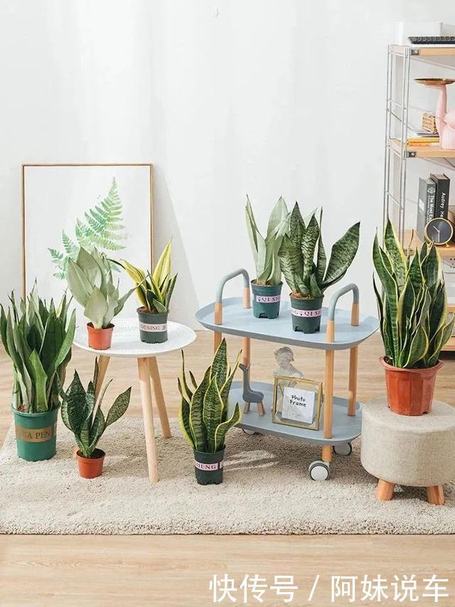 风水|客厅养花就选这六种，寿命长、寓意好，省心又好养，你家养了几种