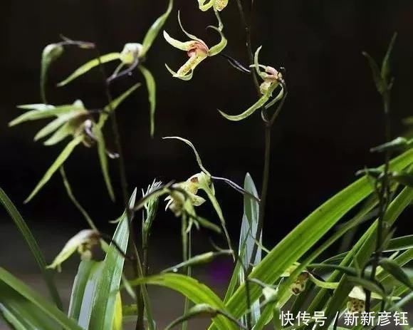 这16种花冬天越浇越死,3个月不管,反而长高个