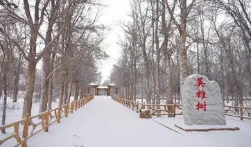 金塔|惊艳！冬日里的金塔胡杨林，美到尖叫的冰雪奇缘~