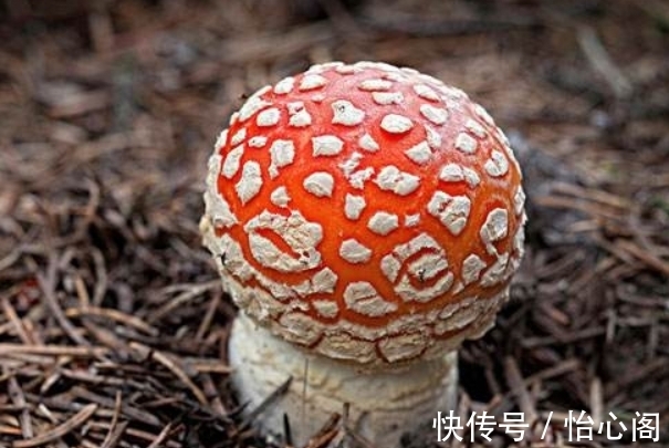 怎样鉴别蘑菇是否有毒?教你4种方法辨别毒蘑菇,安全食用鲜蘑菇