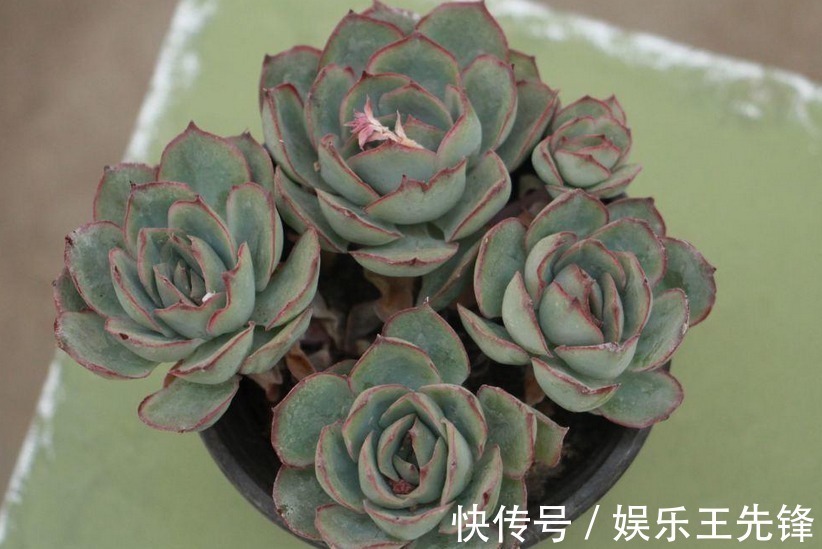 秋季该怎么给多肉浇水?摸清楚这4点,叶子水灵灵,不会没精神