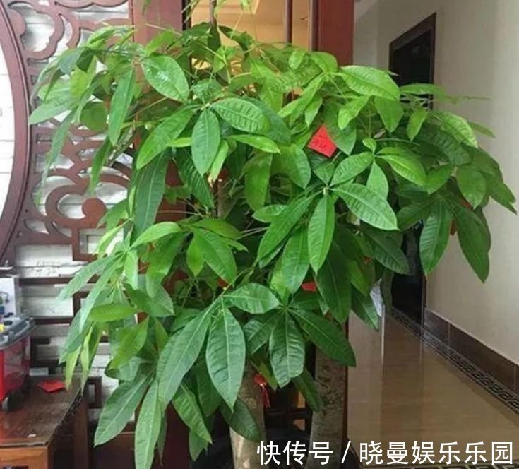 杜鹃花|“4种花”有钱人都偷着养,家里财运亨通,旺运一整年