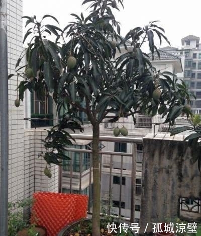 吃完的芒果千万不要再扔掉了，要不然你就会错过非常漂亮的盆栽！