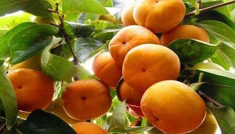 延缓衰老|对身体最好的三种食物，排毒养颜、延缓衰老，早吃早好