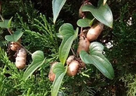 穿山龙|长在树上的生姜,农民见了不敢吃,城里300块1斤抢着要!