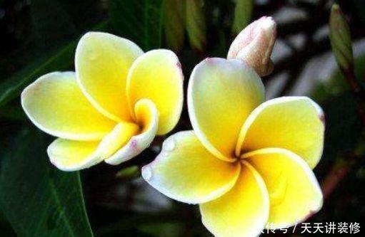 适合庭院养护的爬藤植物,开花上千朵,花色艳爆成花墙