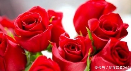 盆花|新手养花，不如养盆花中精品“卡罗拉”，红艳似火，太惊艳了