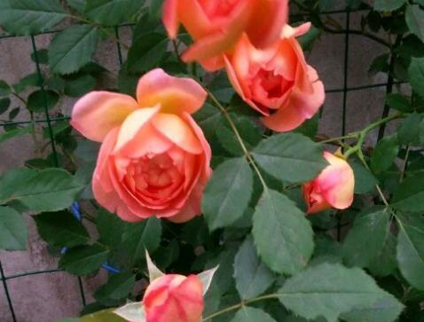 养花高手从不施肥,只用“3样废渣”,盆里放点1年不施肥养啥旺啥