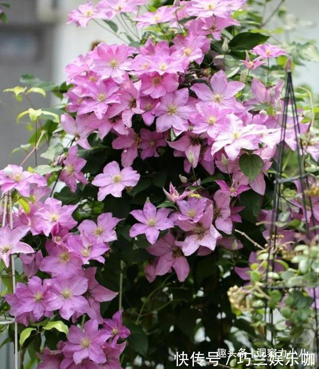 感染|四月养铁线莲，避开“三怕”撒欢长，次月顺着杆攀成“花帘子”