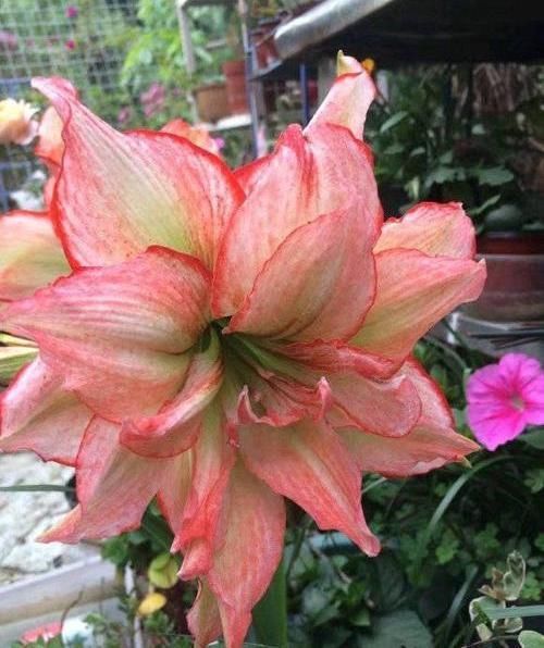 朱顶红养成古董,养了10多年,一盆50个球,水缸都长满了