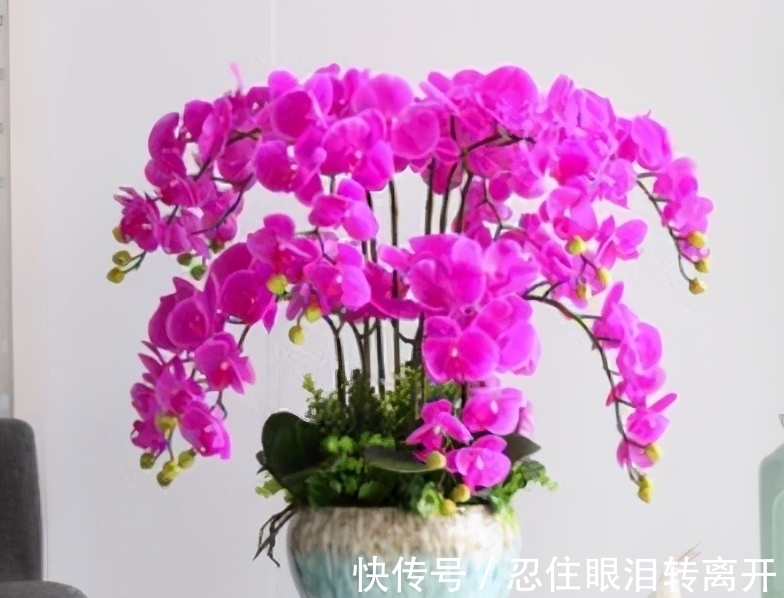 新手|年后蝴蝶兰开完花,3件事做好,新手也能养好它