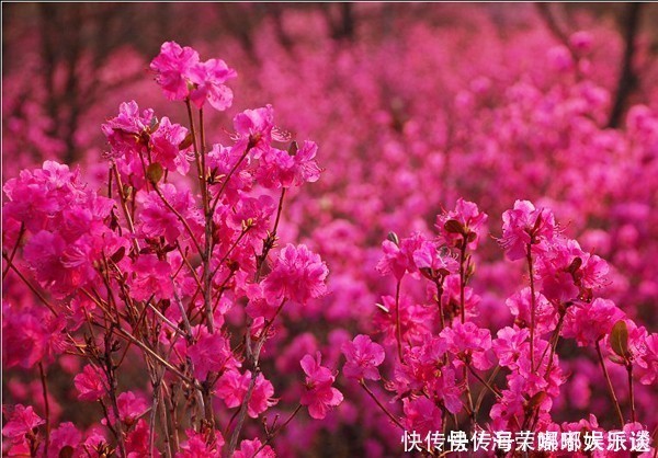 花中西施|此花是东北特有的花卉，是一个民族精神的骄傲，是西施花