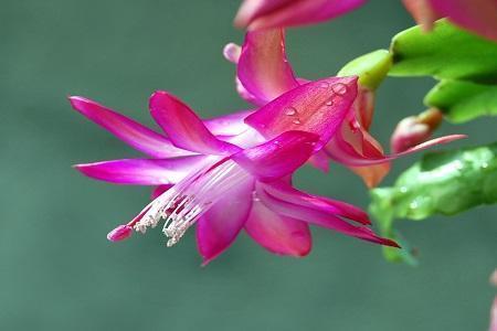 这些花放在阳台养，花开满盆花香四溢，花艳美人惹人喜爱