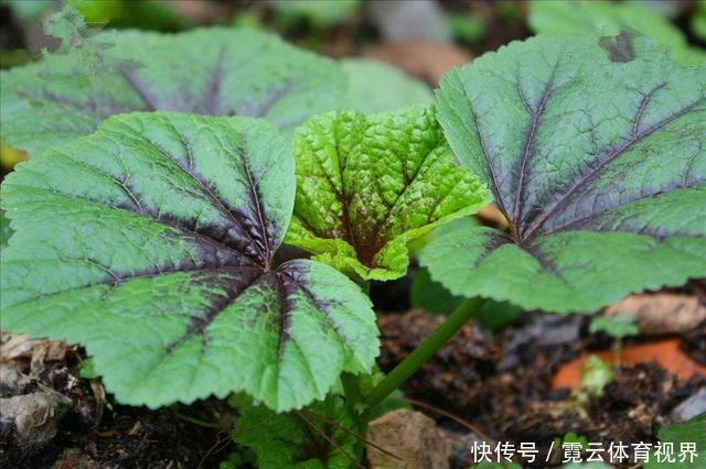 它是“蔬菜之王”，价值高，用处多！你见过吗？