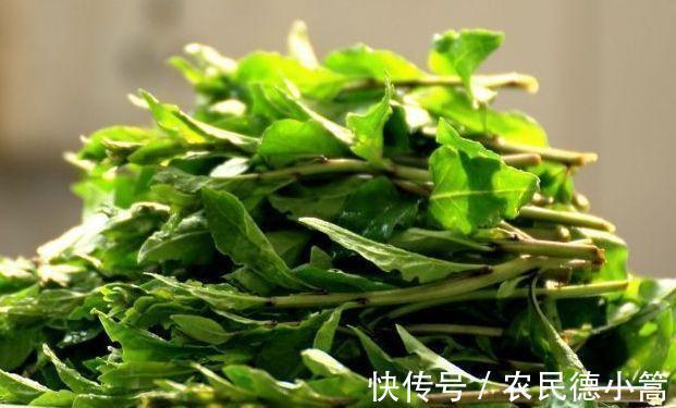 美味佳肴|营养价值很高的3种食物，坚持常吃，补水嫩肤，杀菌消炎身体好