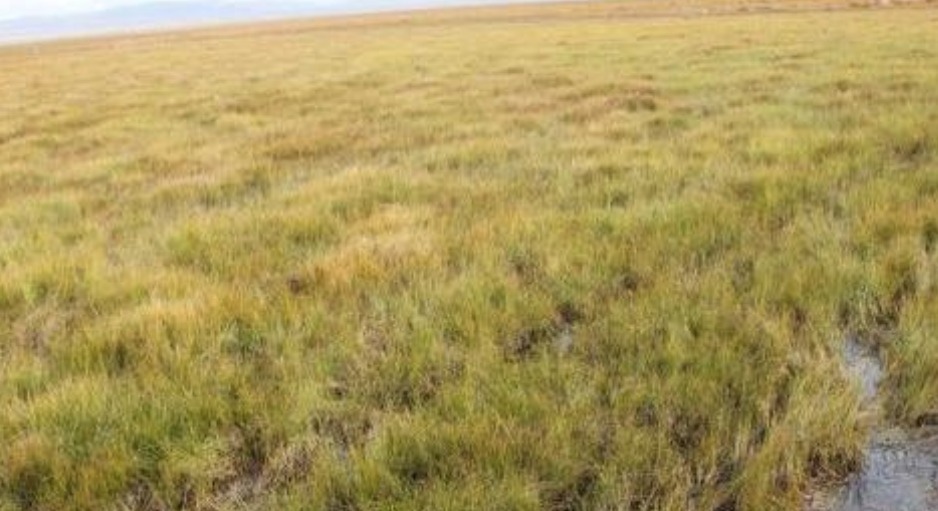 雪山|红军长征时爬雪山过草地，那你可知道那草地，如今成啥样了吗？