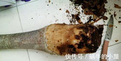 烂根|发财树烂根，我让它起死回生，掌握技巧轻松解决