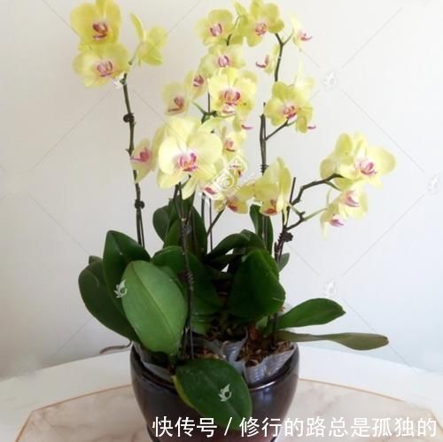 蝴蝶兰的养护方法,花大色艳,开出的花朵超漂亮