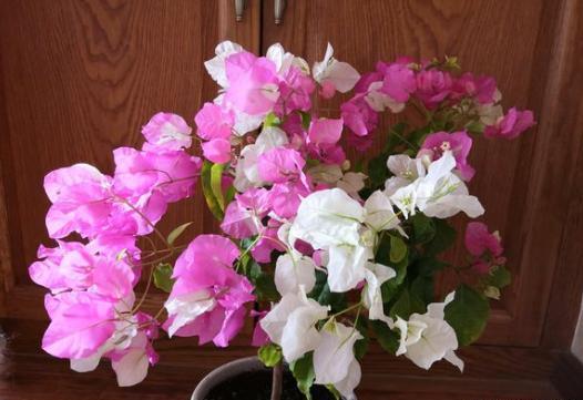 养三角梅要选对“肥料”，枝干粗壮，叶子大又深，次次开花都爆盆