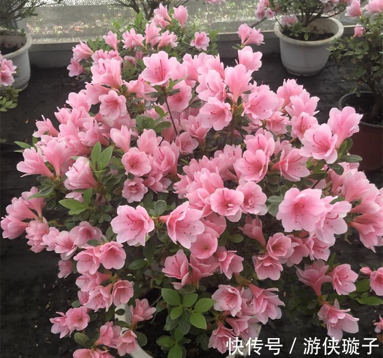 金钟|9种“勤劳花”,别名“天天开”,365天花不断,也不怕累坏了