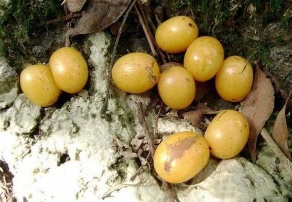 食用价值|农村即将“消失”的野果子,吃过4种正常,全吃过的说明您真老了