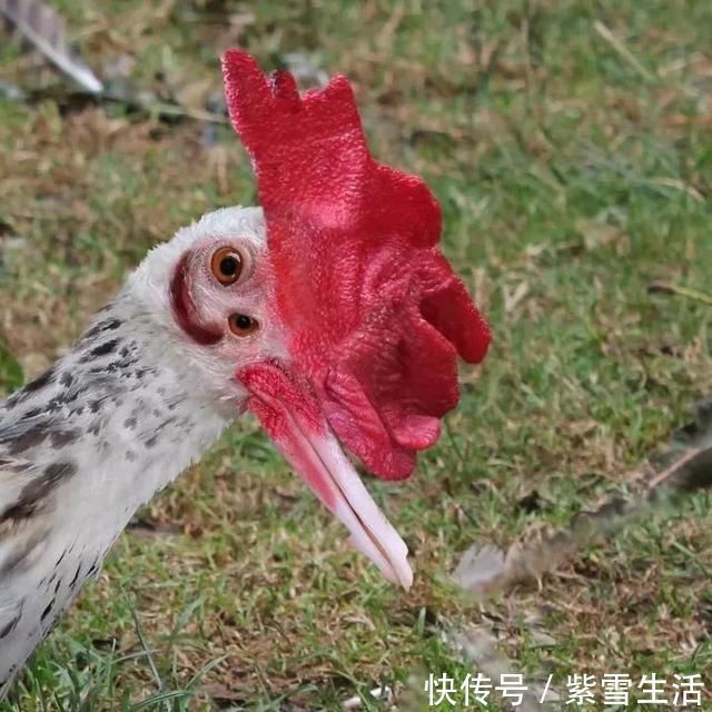 花式秀!儿子画成什么样,爸爸就能P成什么样子,花式秀父爱坐拥百万粉丝