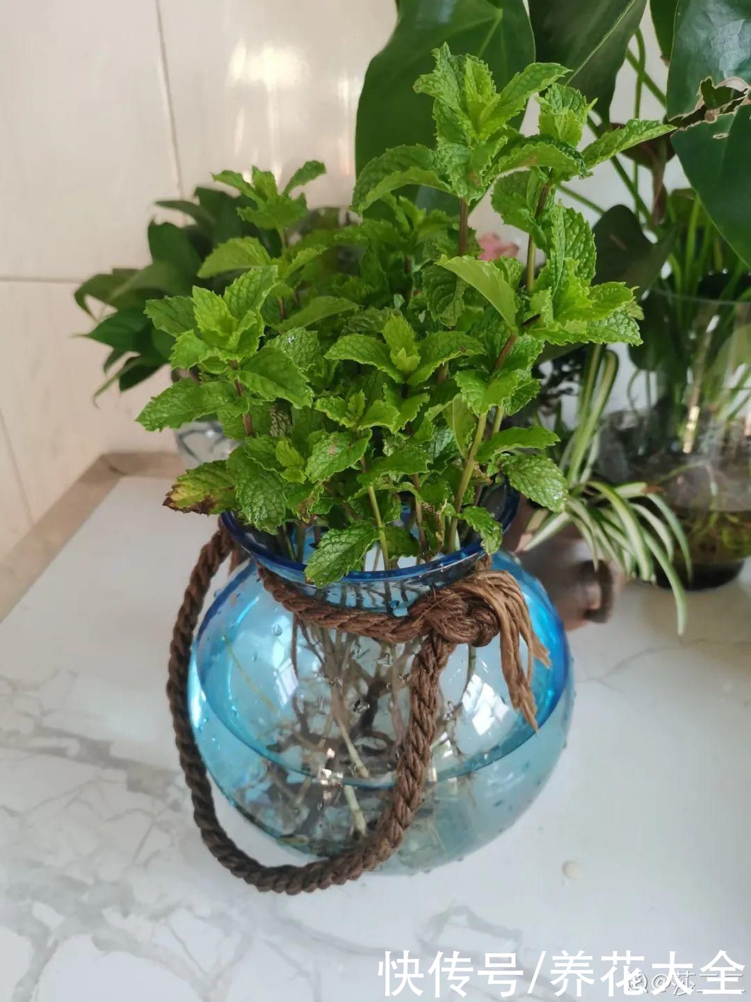 天热|养花换个方法,长得更旺,养花杀手必看