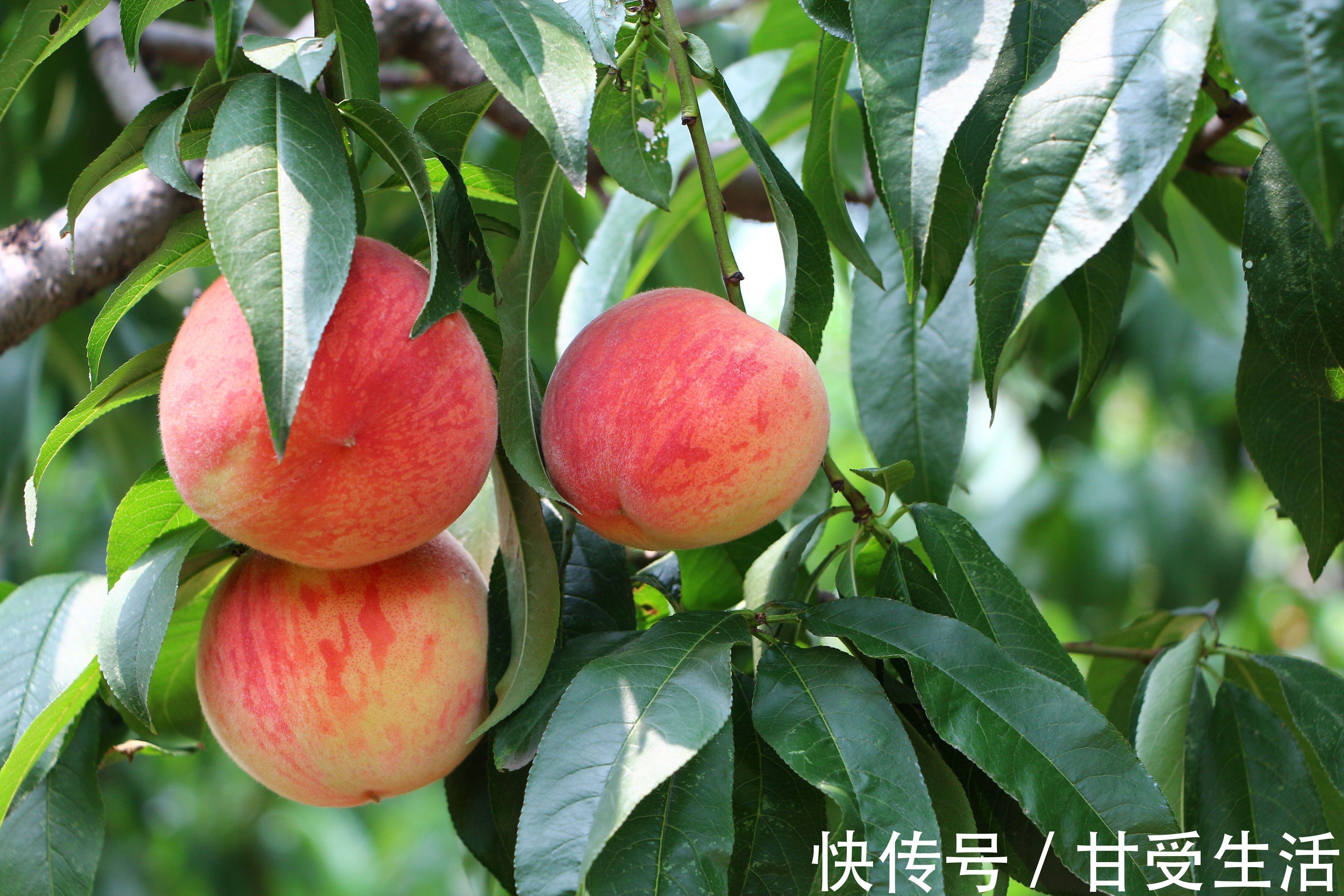 葡萄|口腔里出现的溃疡糜烂,吃3个水果就能帮到你!