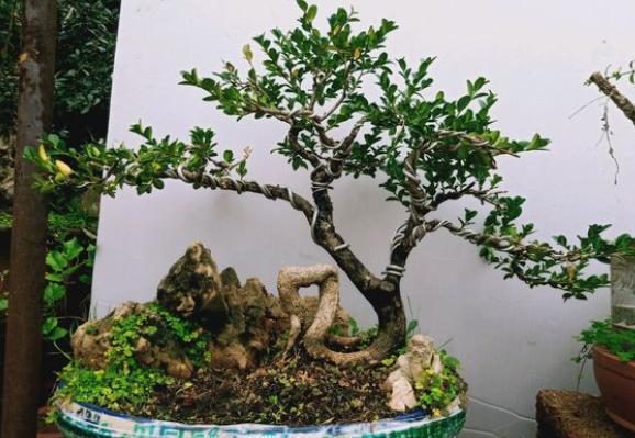 黄杨盆景爱黄叶,纠正2个“小动作”,快速养出高端大气盆景桩