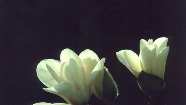 白芷|此物“专通鼻窍”,可解各种鼻窍病证,但唯有初春可采,切勿错过