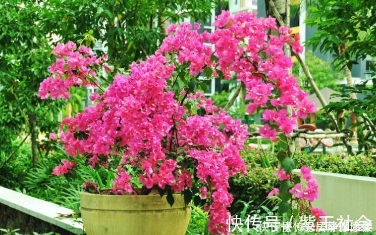 多元素|三角梅开花很简单,1种肥料常年用,叶片不发黄,四季花开不停!