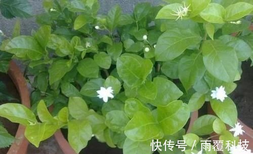 浇水量|在家养啥花合适此4种随便来一盆，植株长势旺、满屋飘香