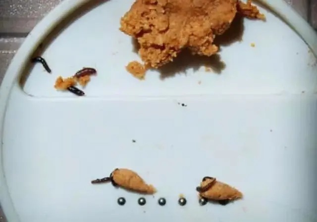 冬钓用虫饵效果不佳,不妨试试这种钓法,不用打窝就能诱鱼进钓点