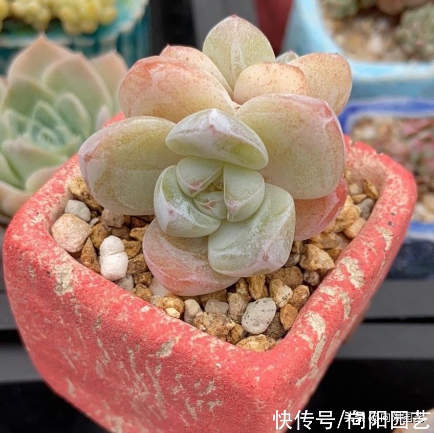 要素|养多肉入门篇，了解6大要素，养多肉很轻松，看你能不能掌握