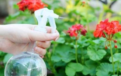 养花的时|什么淘米水、黄豆水,都不如1勺粉末,用来养花,花开爆盆