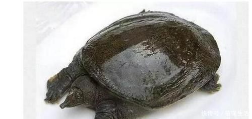 河鲀|各位钓鱼人,野钓中的这些有毒、有刺的淡水鱼,你们见过吗