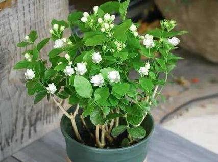 3种花枝条活性高，现在扦插正合适，15天就生根，当年就开花