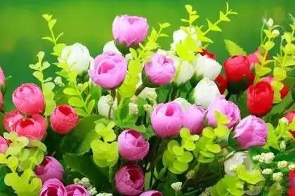 花语大全 各种花语大全带图片 快资讯