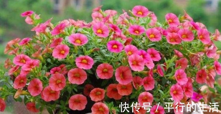 钟花|4种花养了就爆盆，好养易活开花漂亮，阳台一直都是“小花园”！