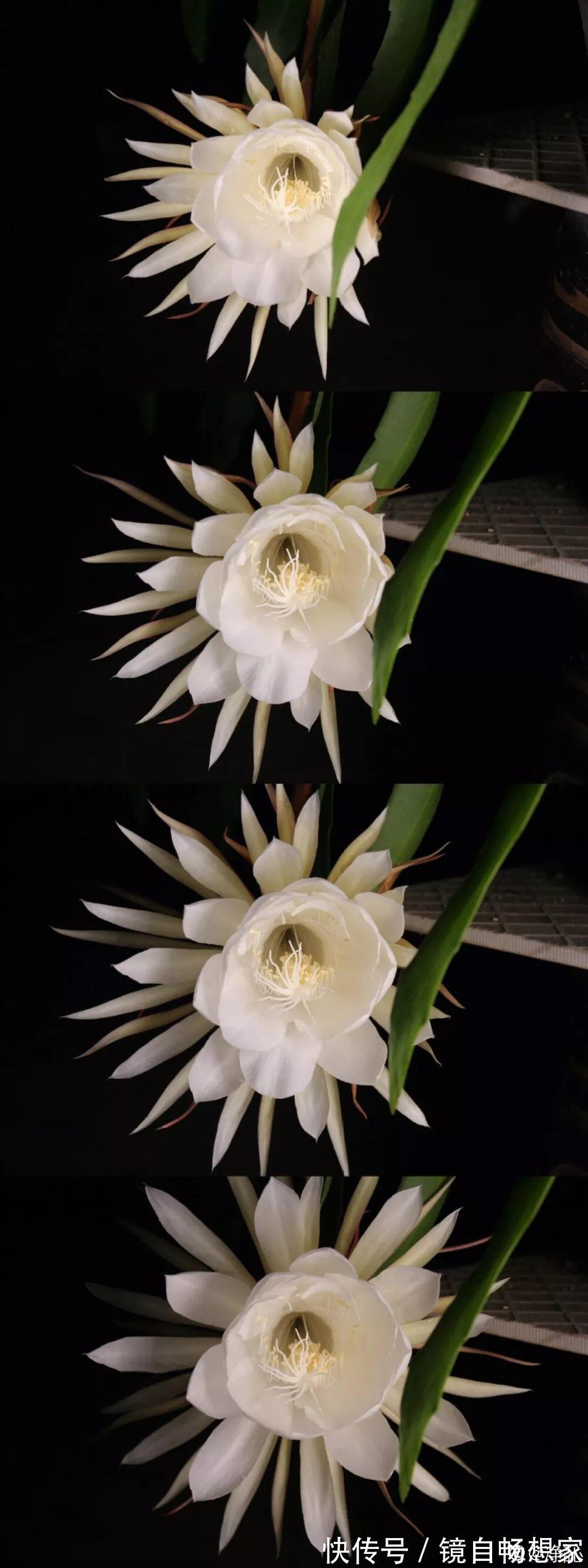 这花真稀罕,刚开花就被掐光了,花钱未必买得到!