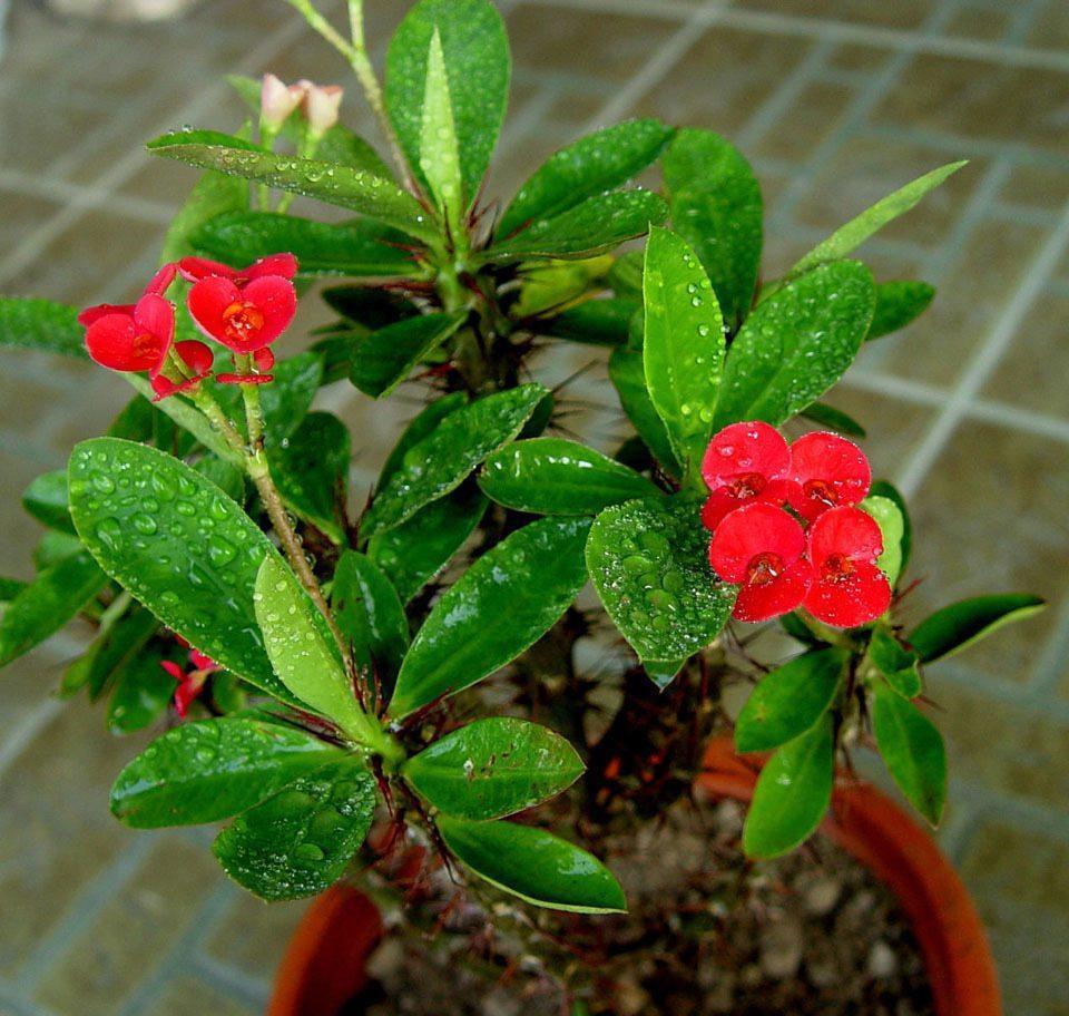 养花试试这款,叶小,花小,但花期最长,开花量最大