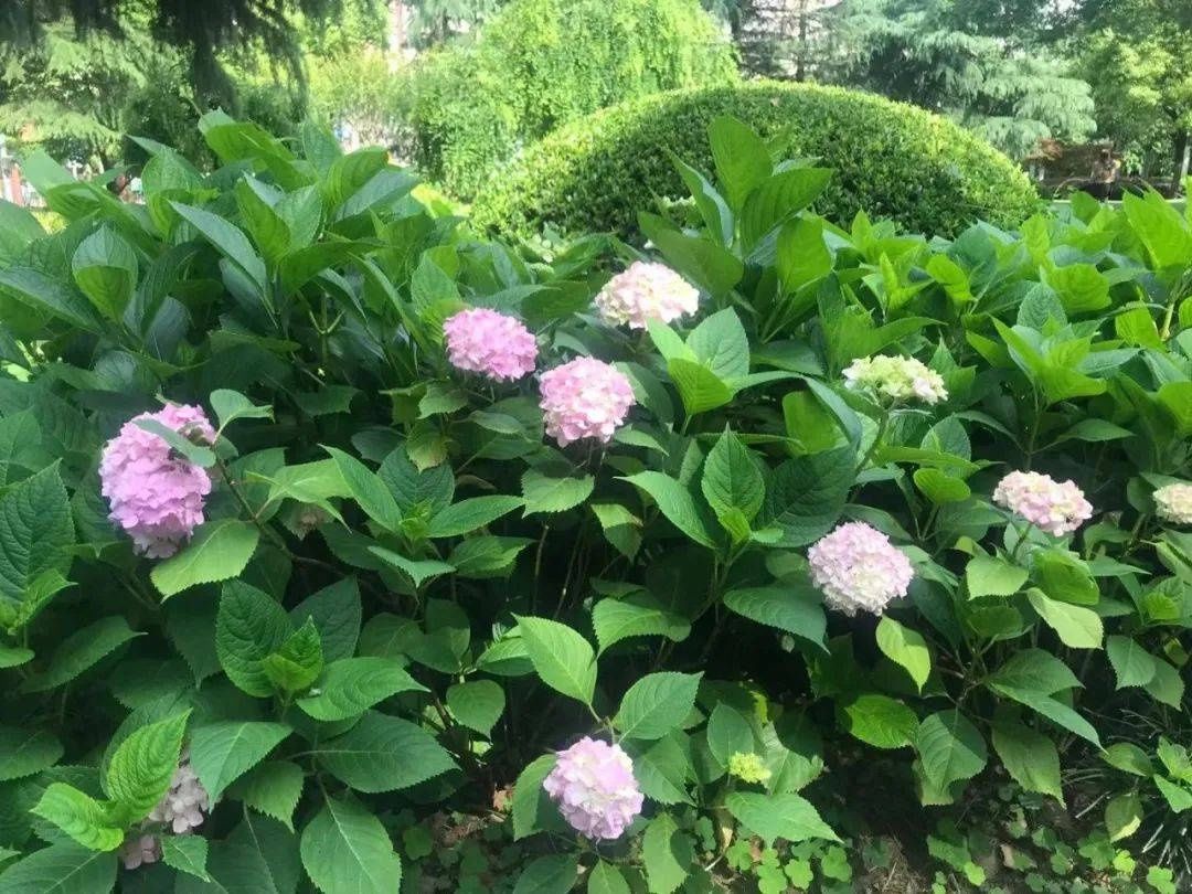 马卡龙|绣球繁花尽绽放 徐汇街头觅“清新”