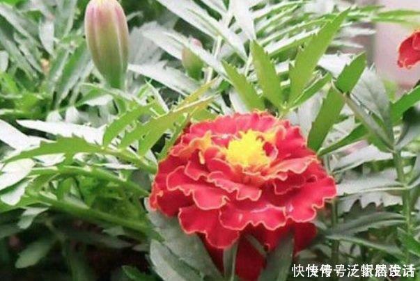 花海|4种花养家里,满屋飘香,比香水还好闻,给你一片花海!