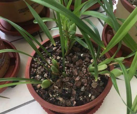 绿化带中的这2样,全是养花的宝贝,盆栽植物还能提供有机质