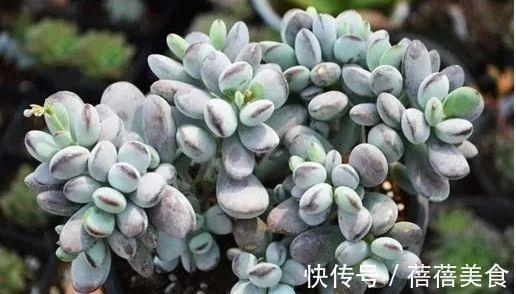 浇水|乒乓福娘如何养的滚圆可爱,除了品种要正,这些也很重要