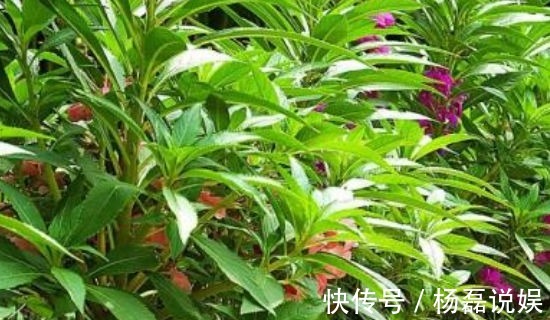 风湿|专家路边的野花,能祛风湿,解毒,活血止痛,远离妇科疾病