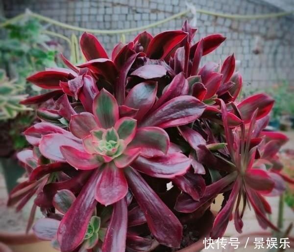 学这两招,多肉师傅,高大矮小的植物,所有权威主义