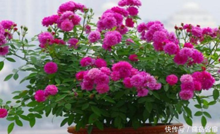 冬天养此几款植物，好养易打理，花色柔美，全年开花不断